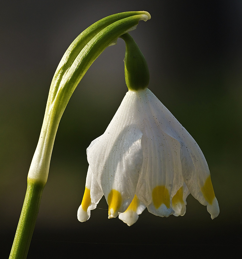 Märzenbecher (Leucojum vernum)