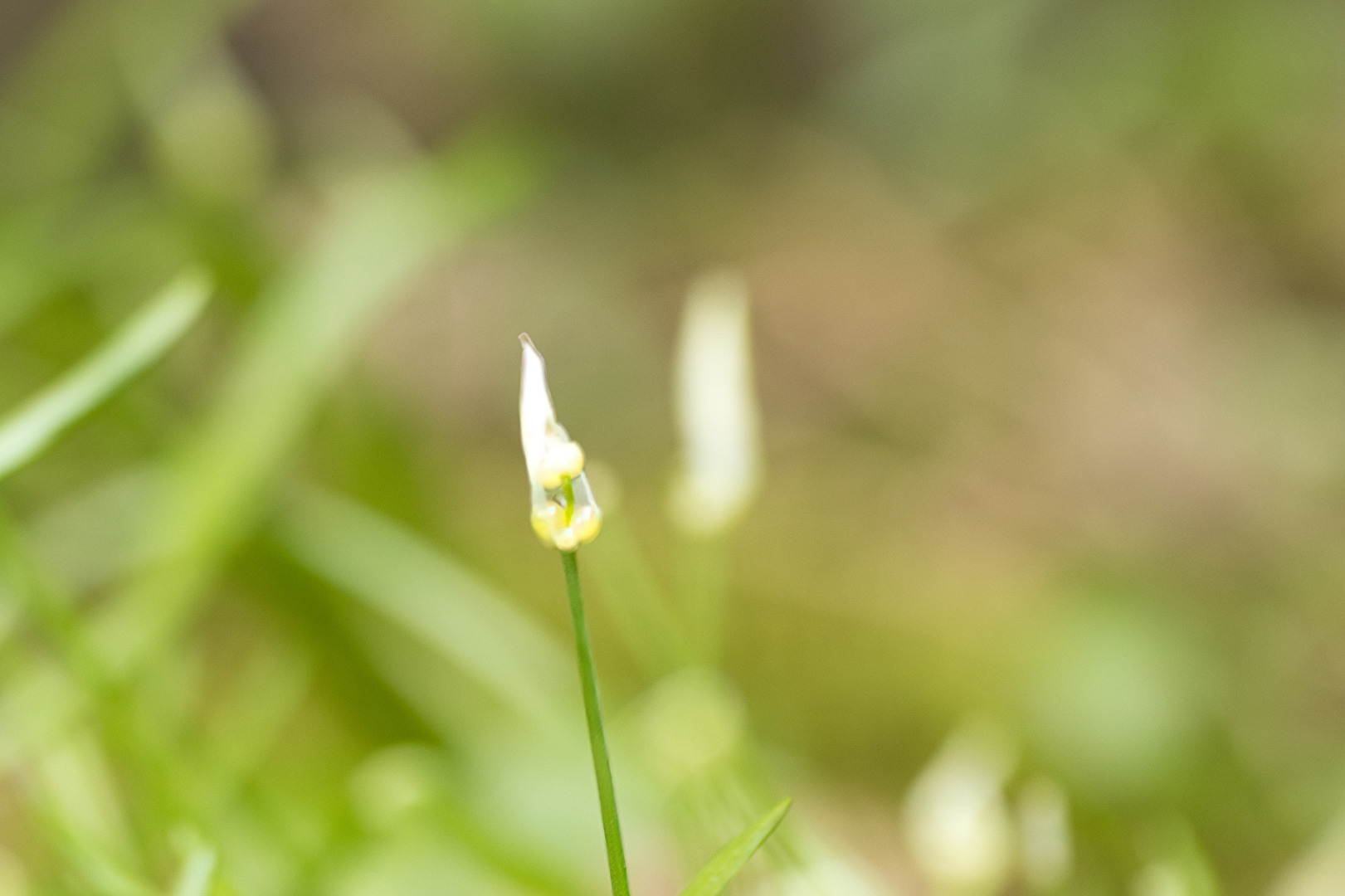 Wildpflanzen
