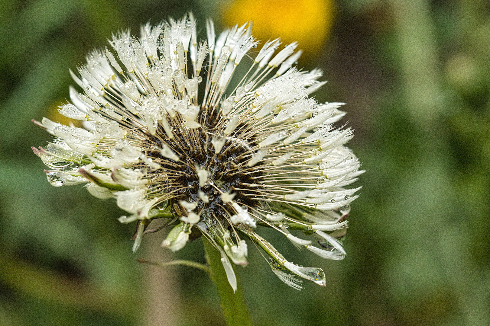 Wildpflanzen