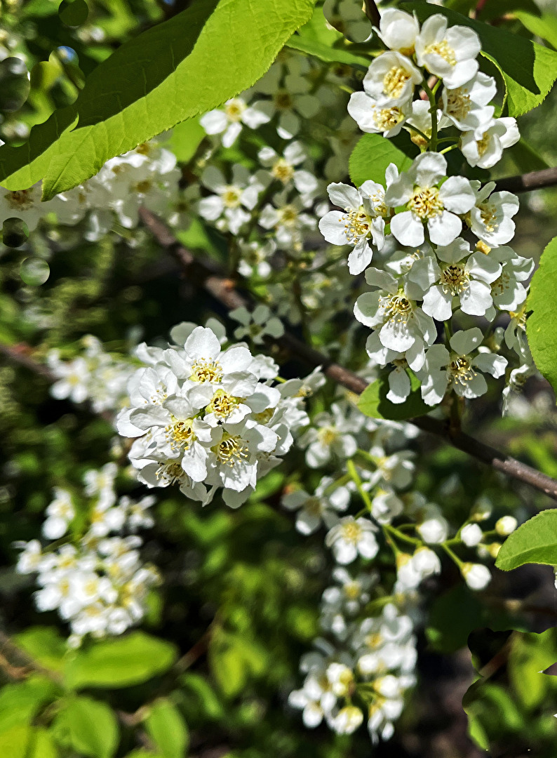 immer wieder Blüten...