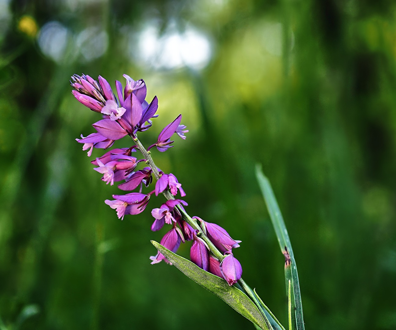 Polygala