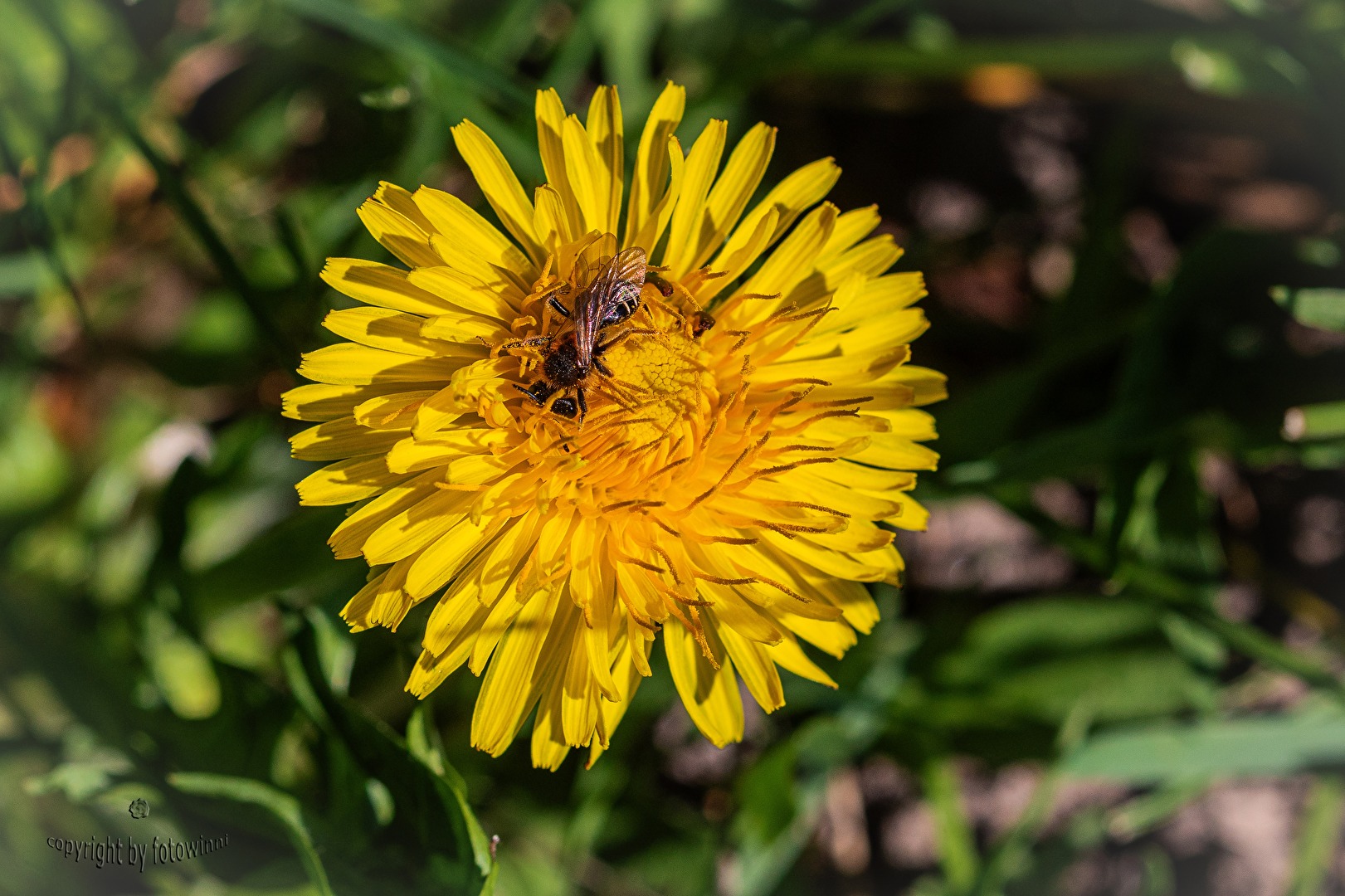 Löwenzahn mit Wildbiene