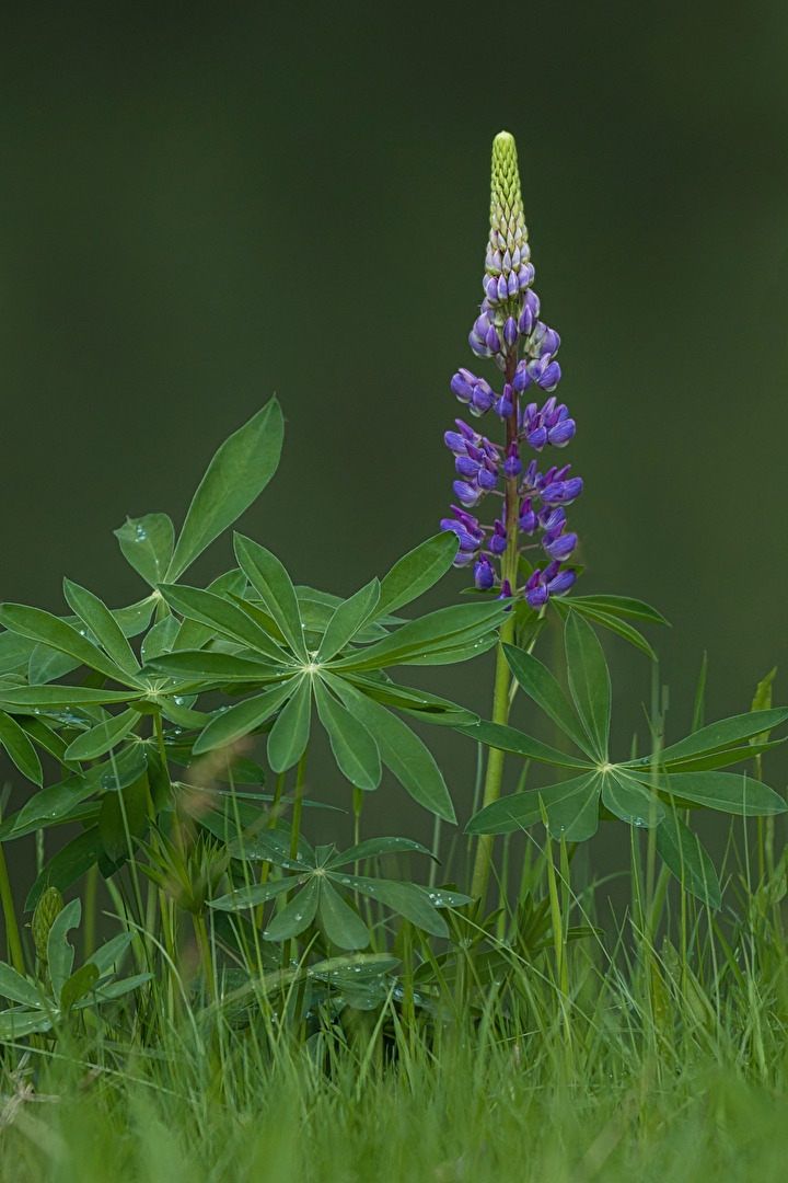 Lupine am Fuldasee
