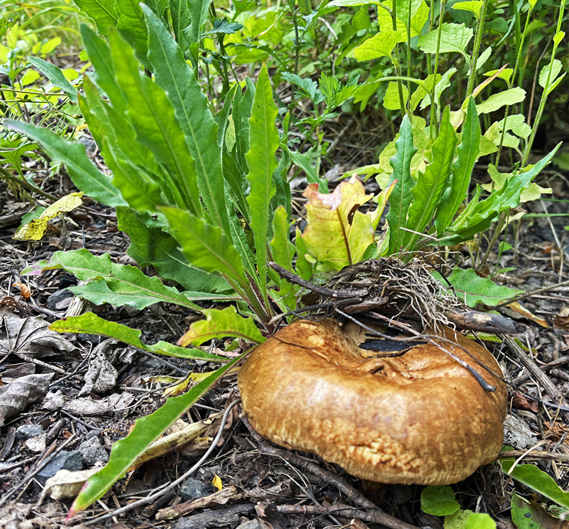 Wildpflanzen