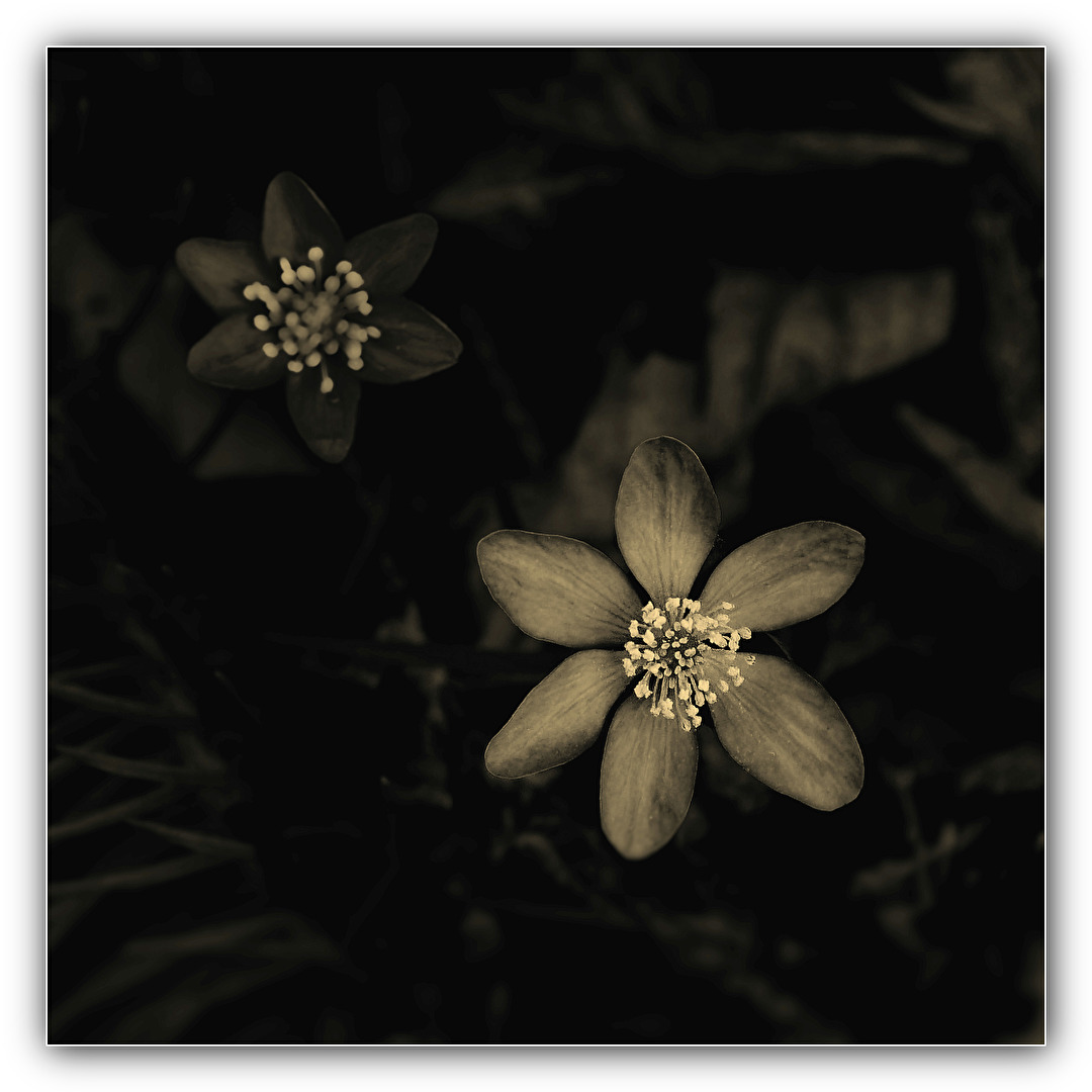 Liverflower Leberblümchen 2