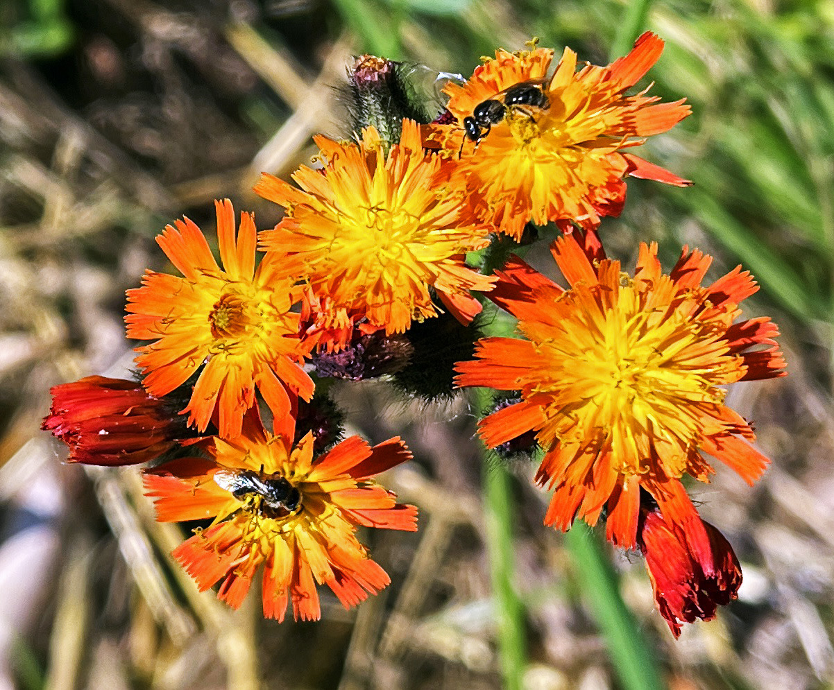 Orangerotes Habichtskraut