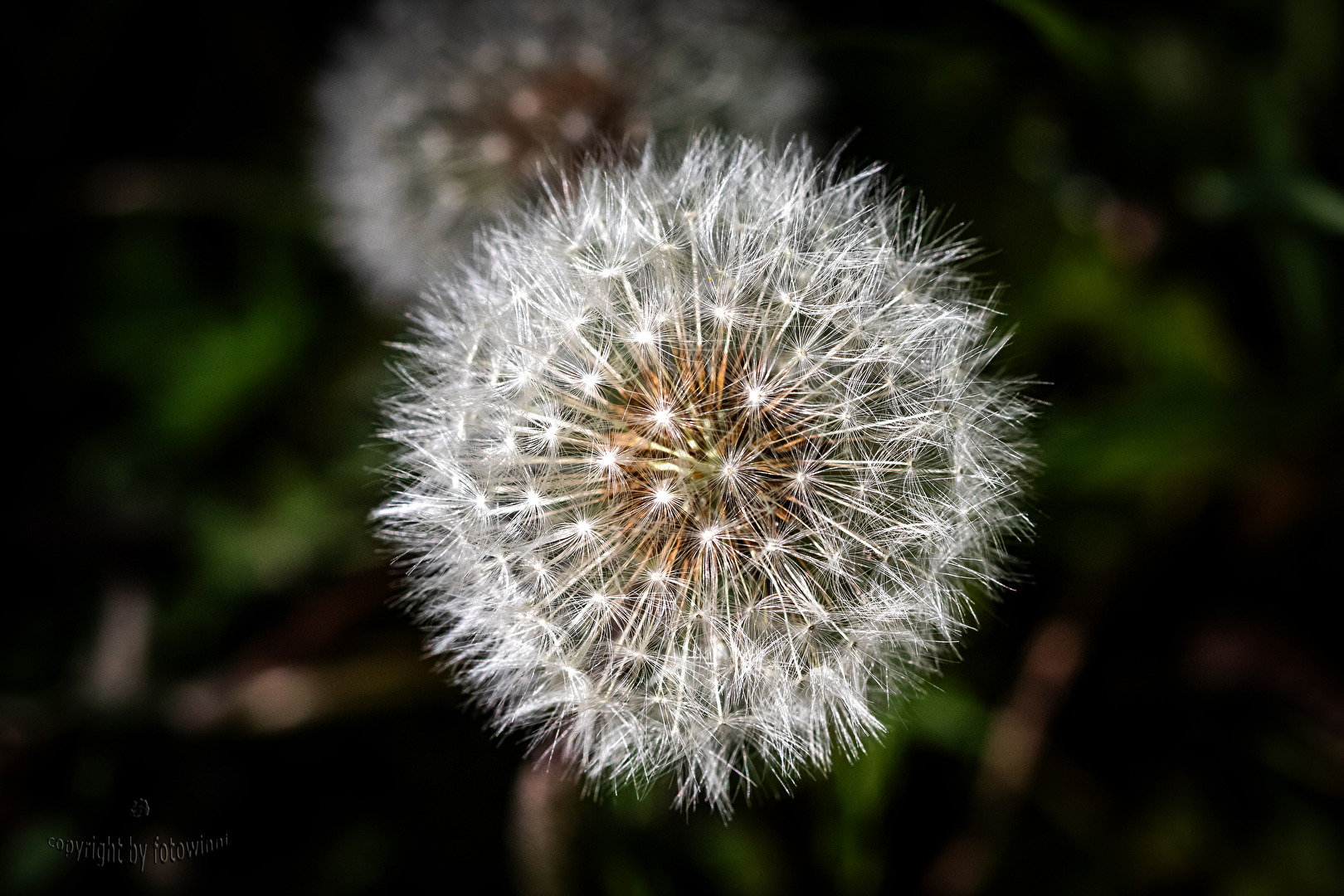 Pusteblume (verblühter Löwenzahn)