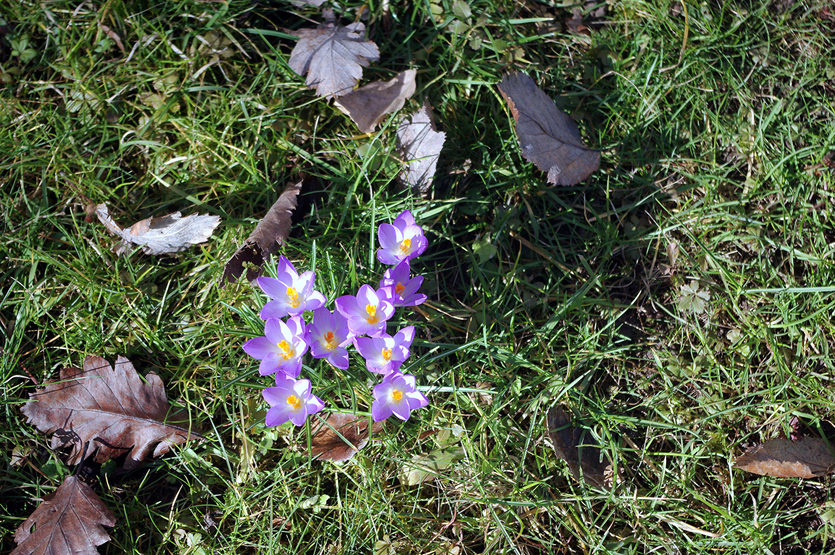 Blumen unter dem Balkon