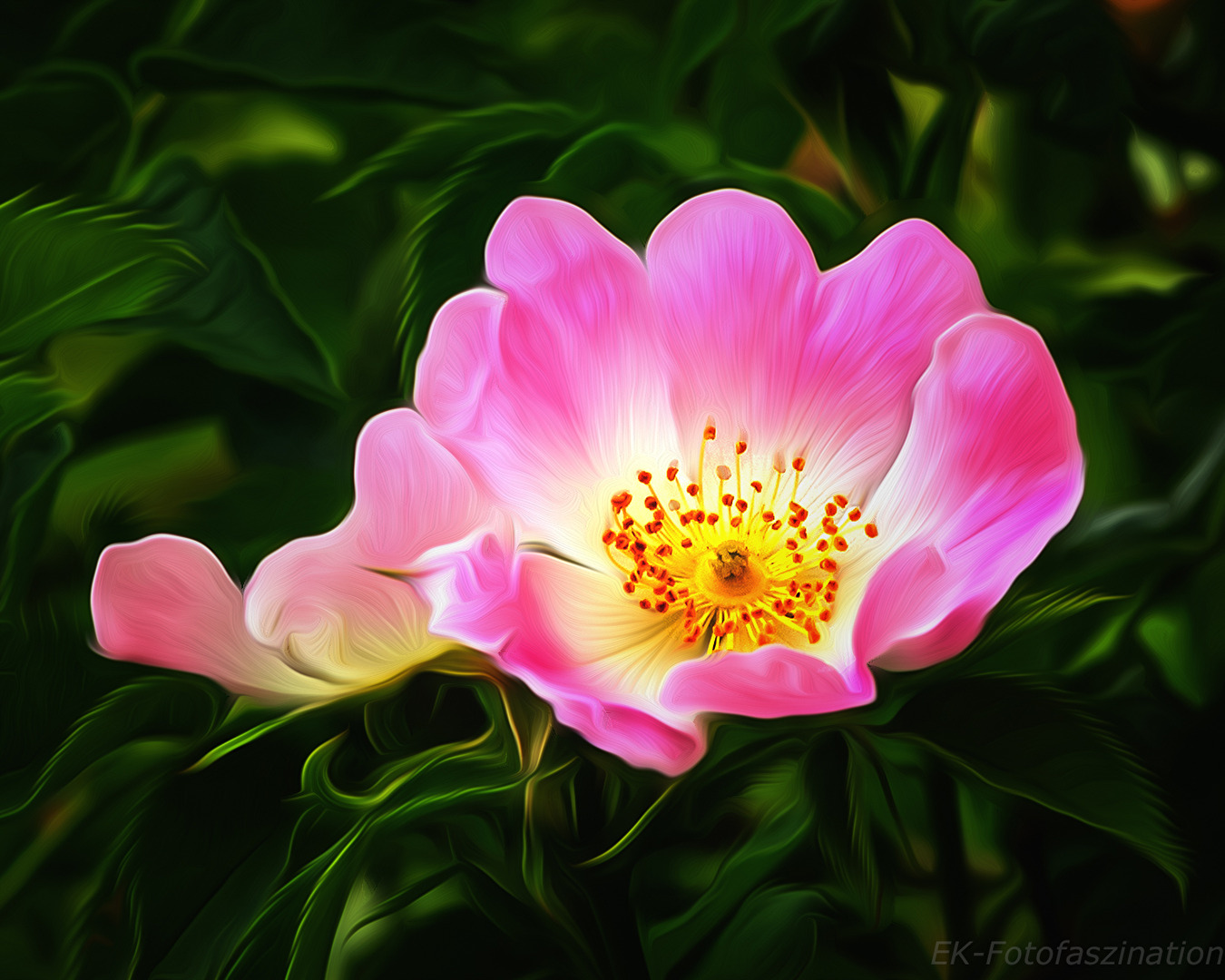 Heckenrose