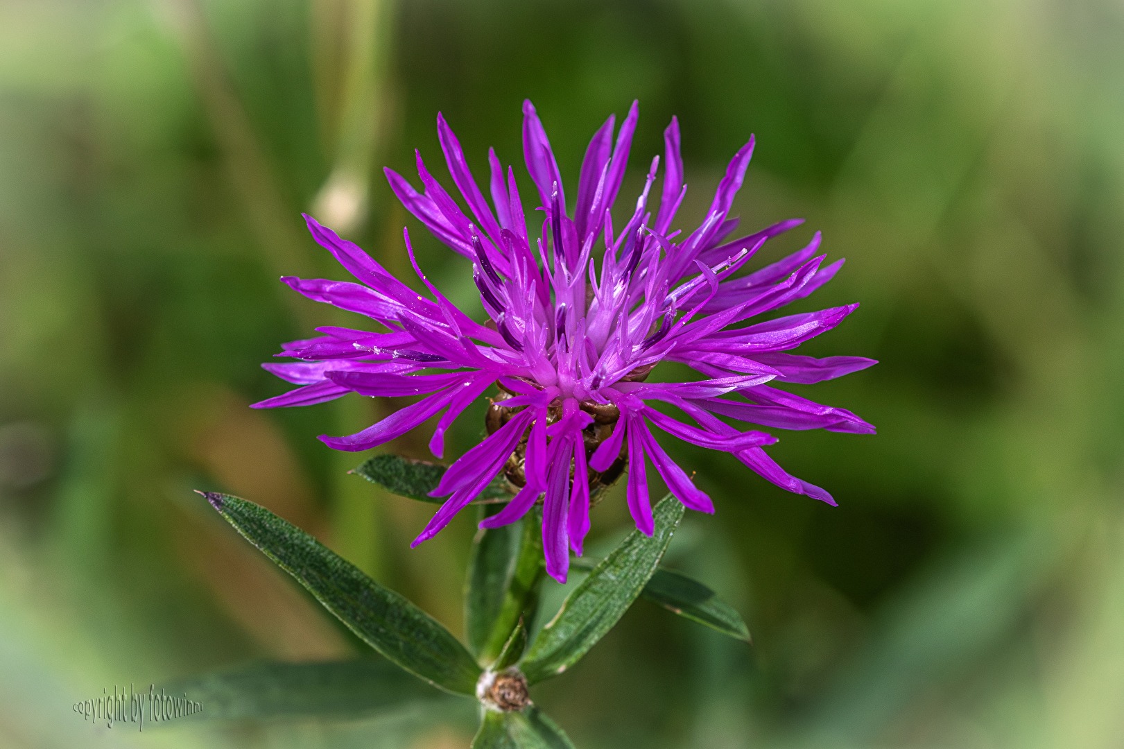 Flockenblume