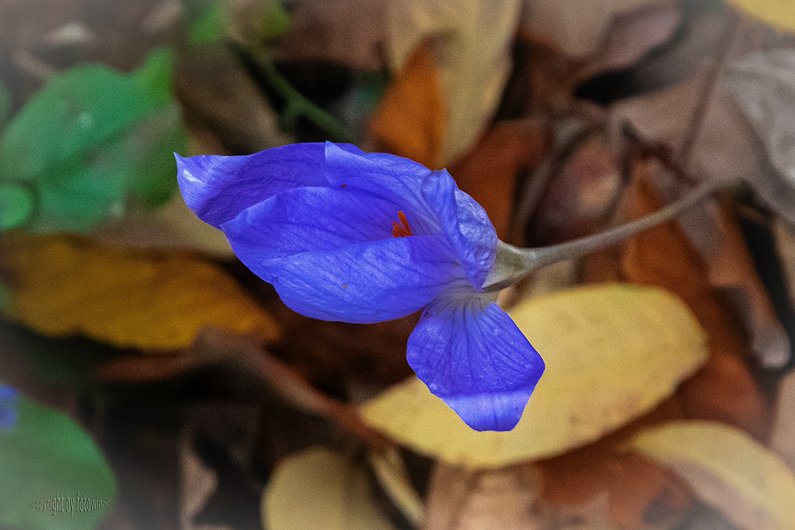 blaue Blüte