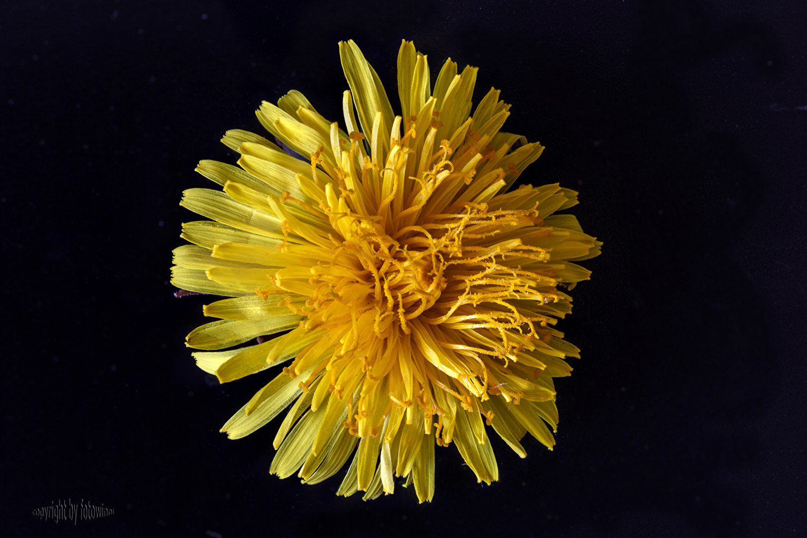 #Freistellung - Löwenzahnblüte