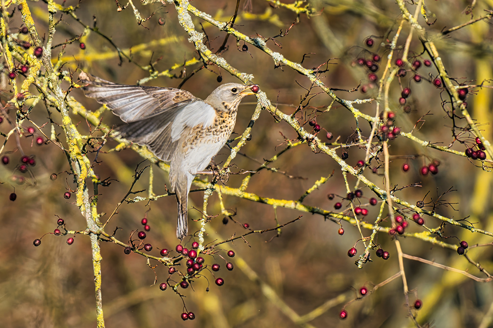 Wacholderdrossel beim Beerenpflücken
