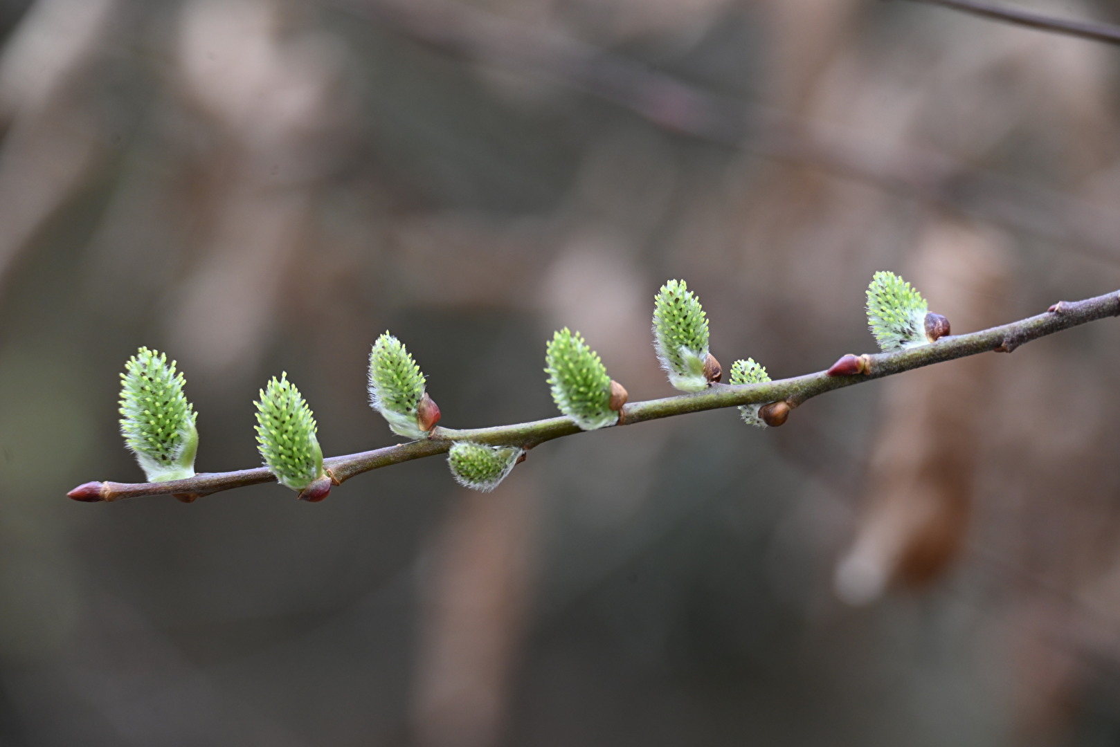 Willow Salix Caprea - Salweide