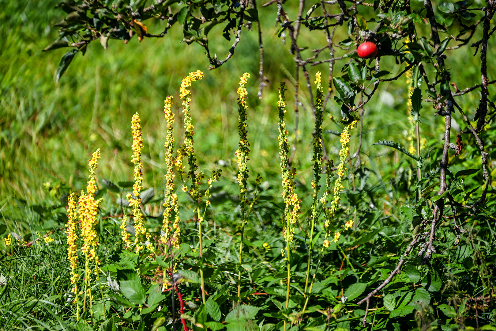 Apfel im fremden Revier