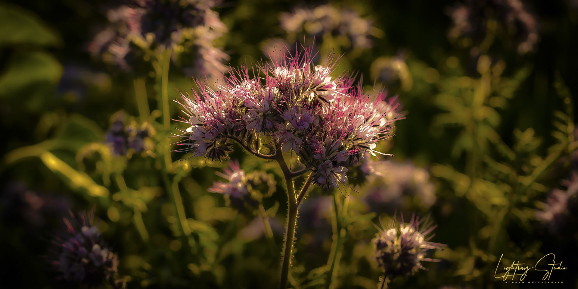 Ein Tropfen des Meeres