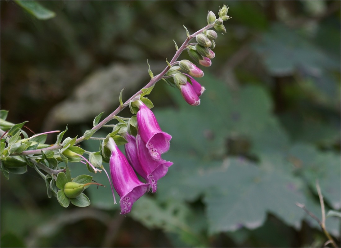 Fingerhut ( Vorsicht ist sehr giftig )