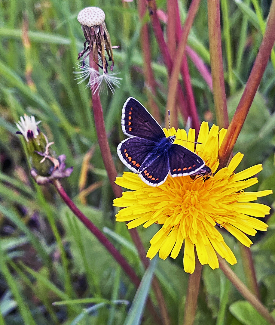 noch mal der selbe Schmetterling...