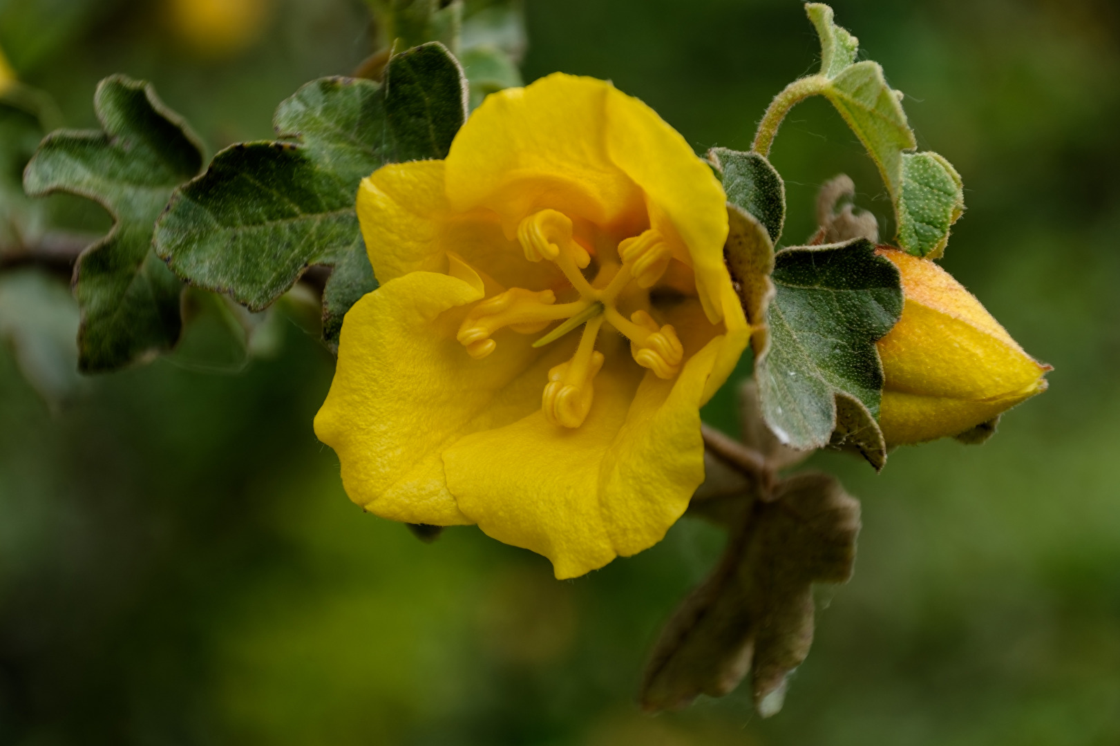 Blüte
