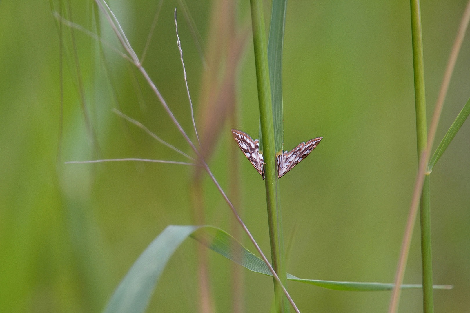 Versteckt - entdeckt