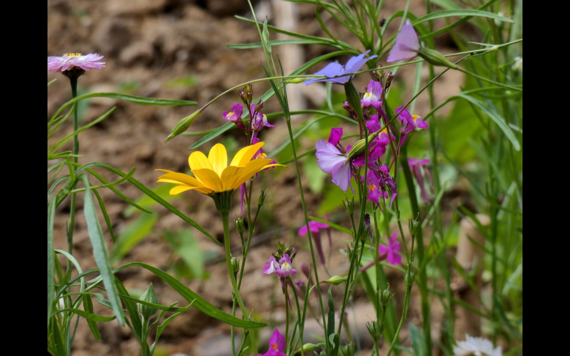 Farben des Sommers