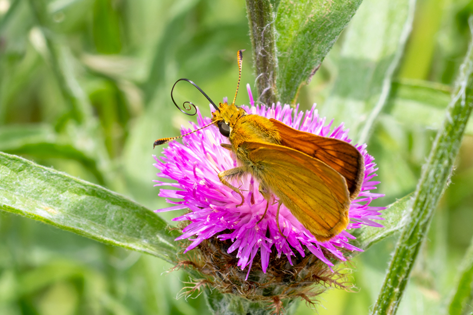 Rust-colored skipper butterfly