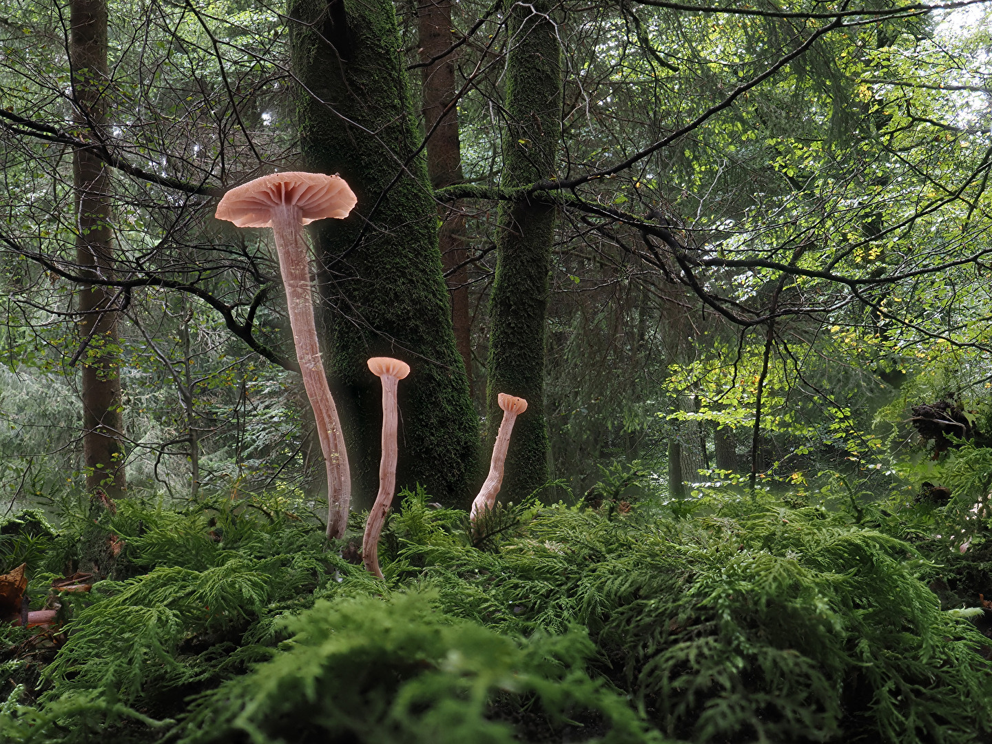 Waldschönheit