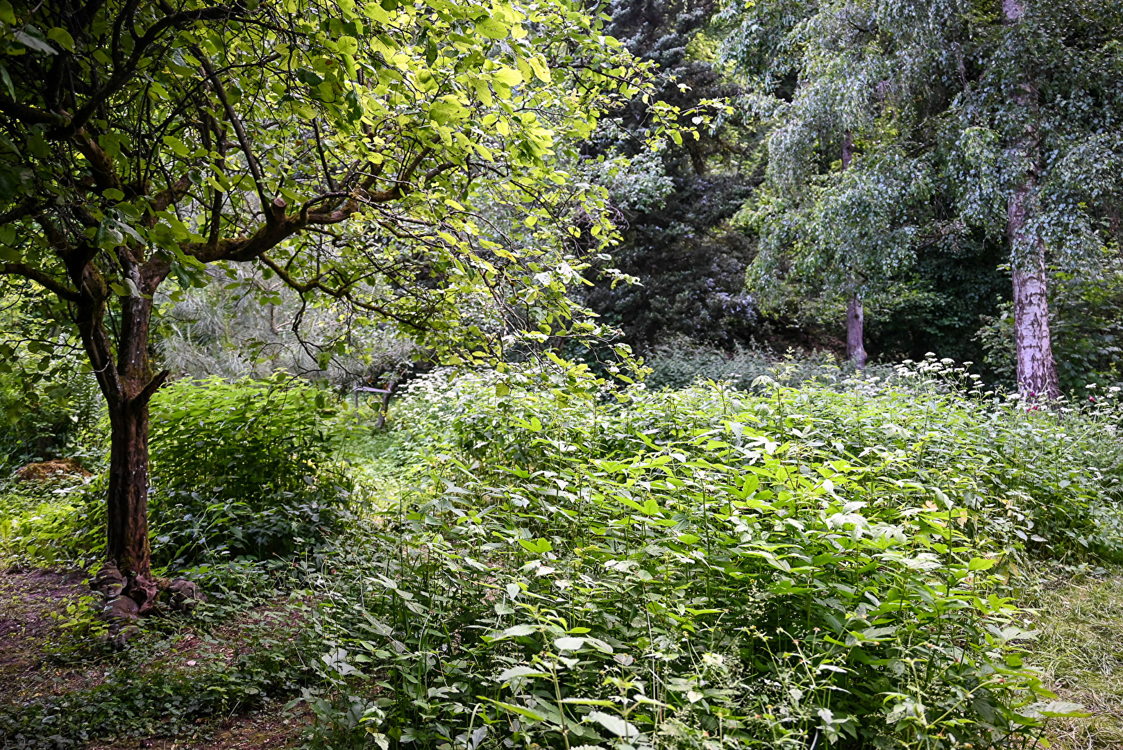 Naturgarten 1