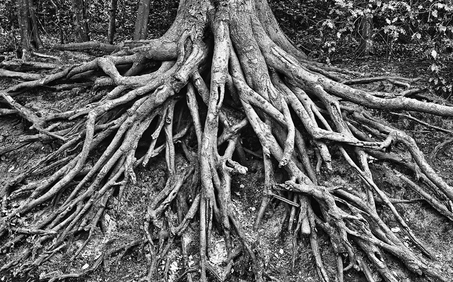Roots / Roots