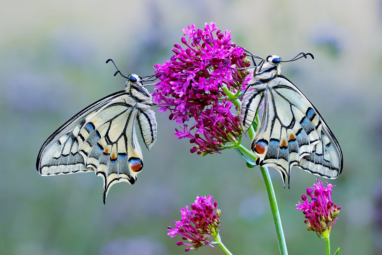 Papilio machaon / Swallowtail / Yellow Swallowtail