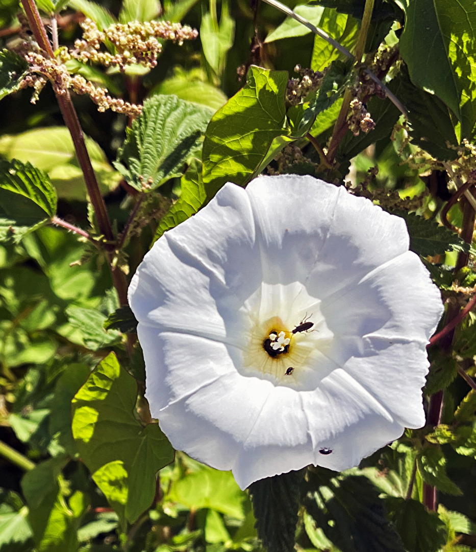Real bindweed