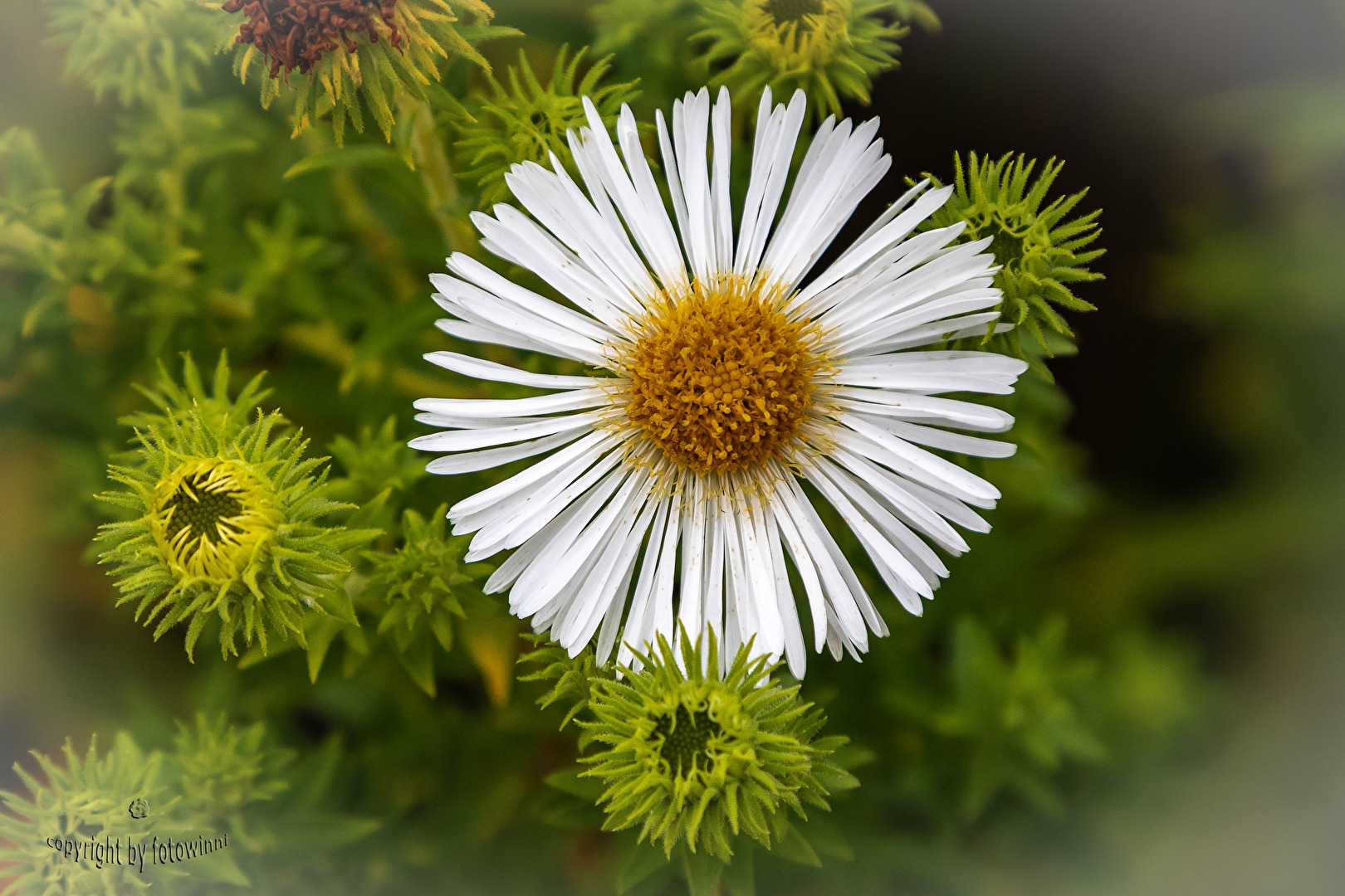 Herbstaster