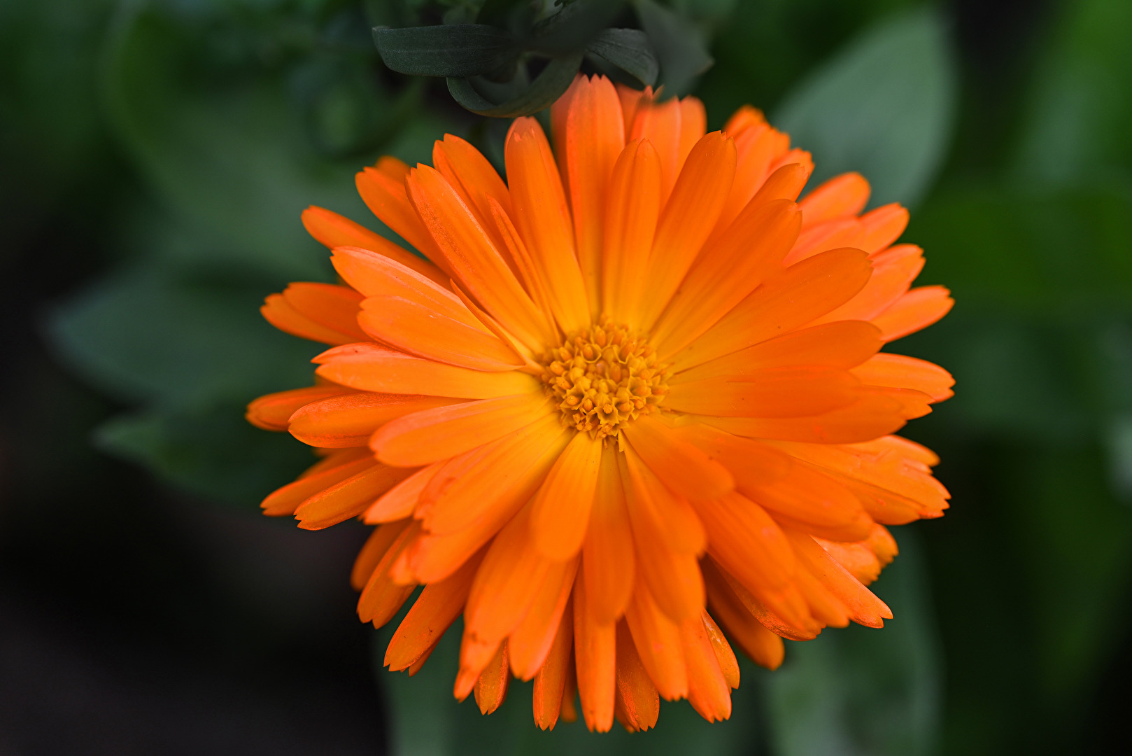Blüte der Ringelblume