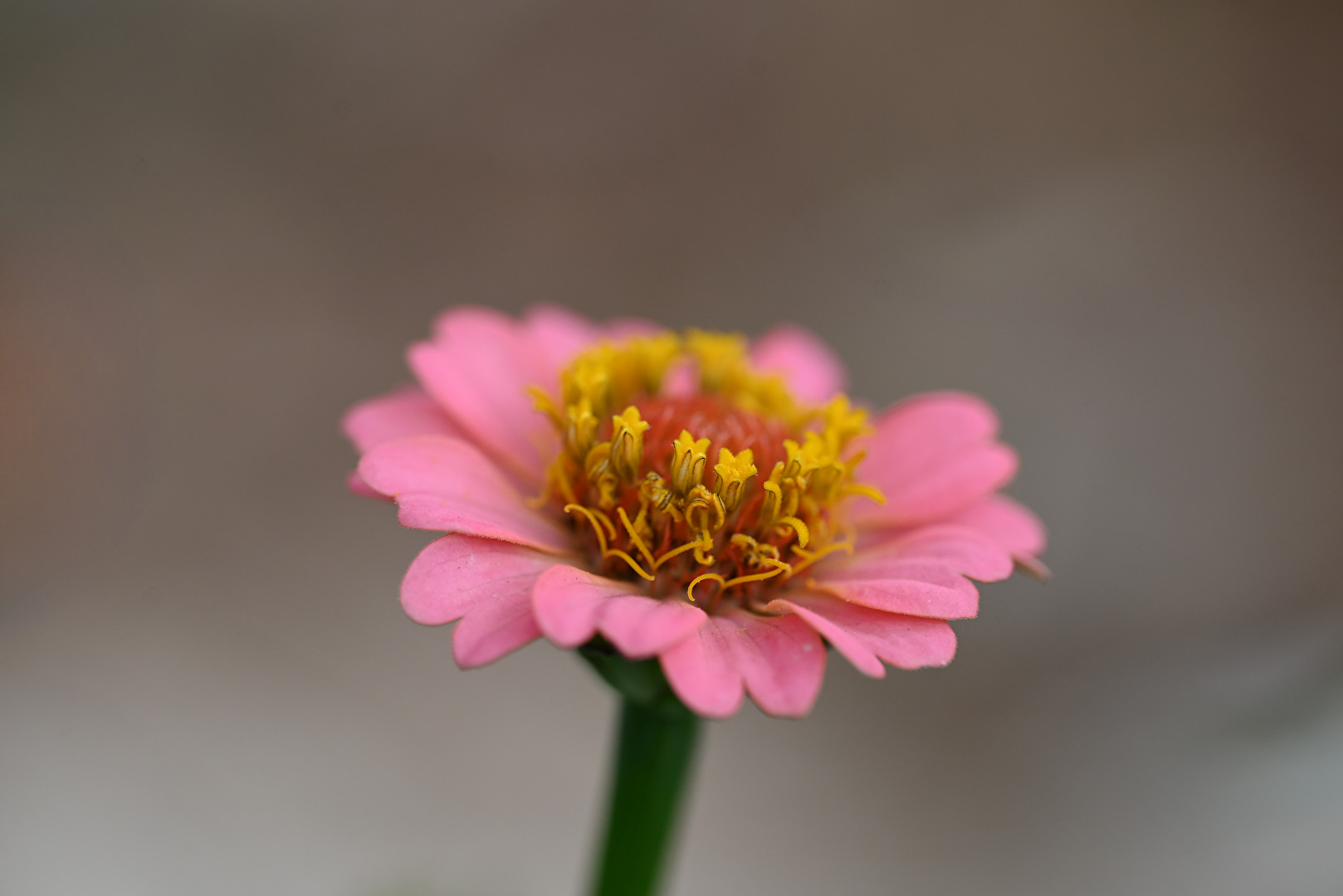 Zinnia Violacea