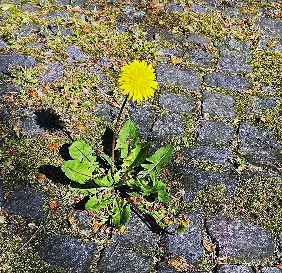 der Löwenzahn, sonst nix...