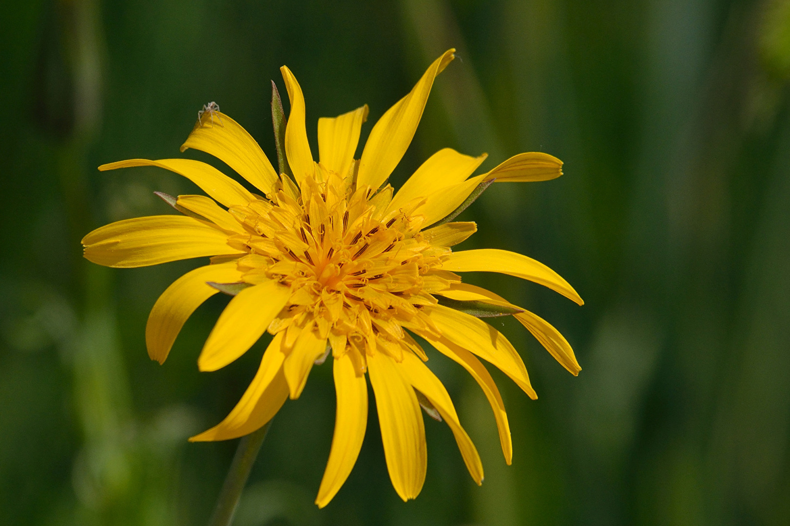 Wiesenbocksbart