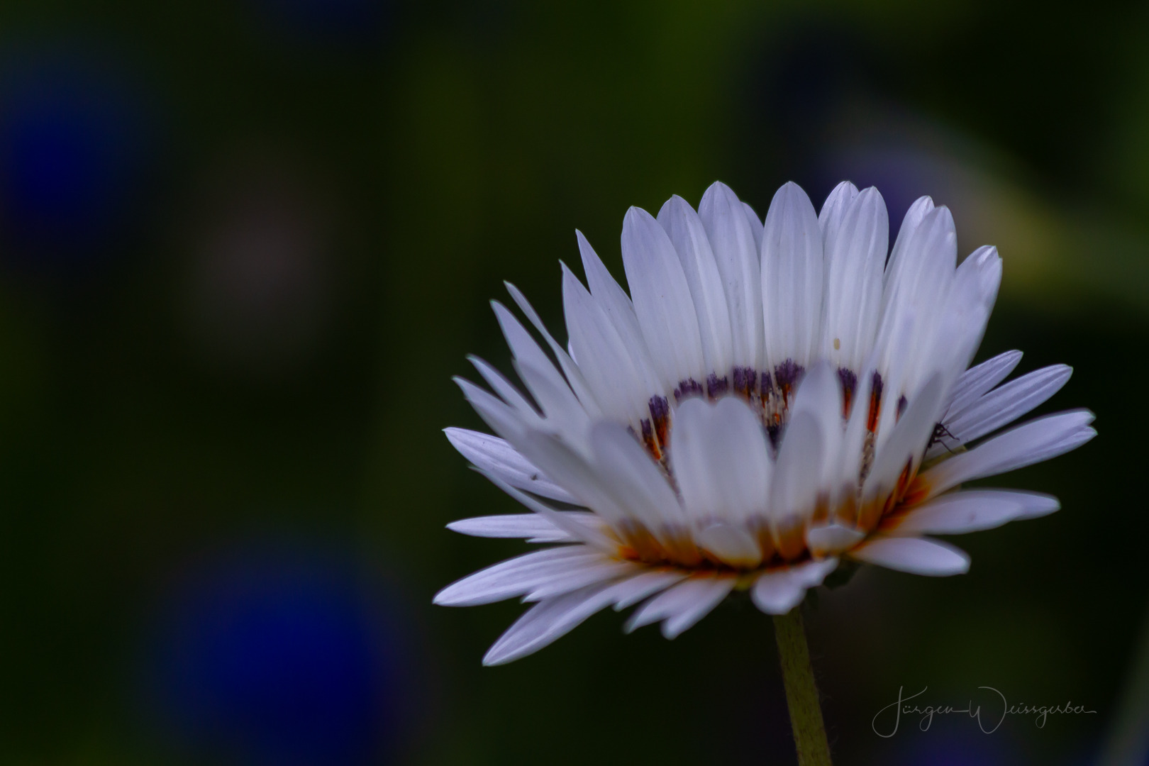 Im stillen Licht