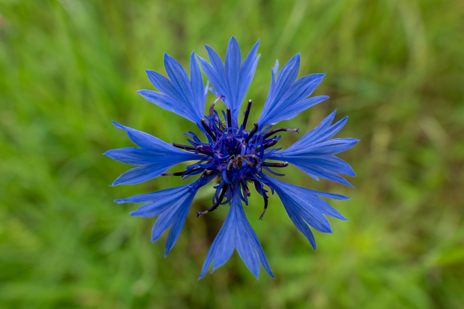 Kornblume