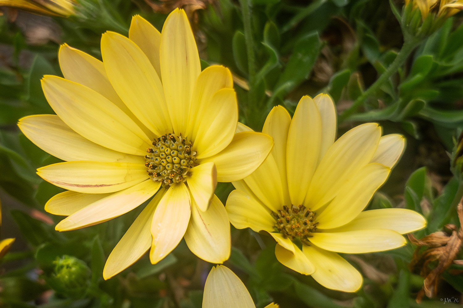 Ostéospermum