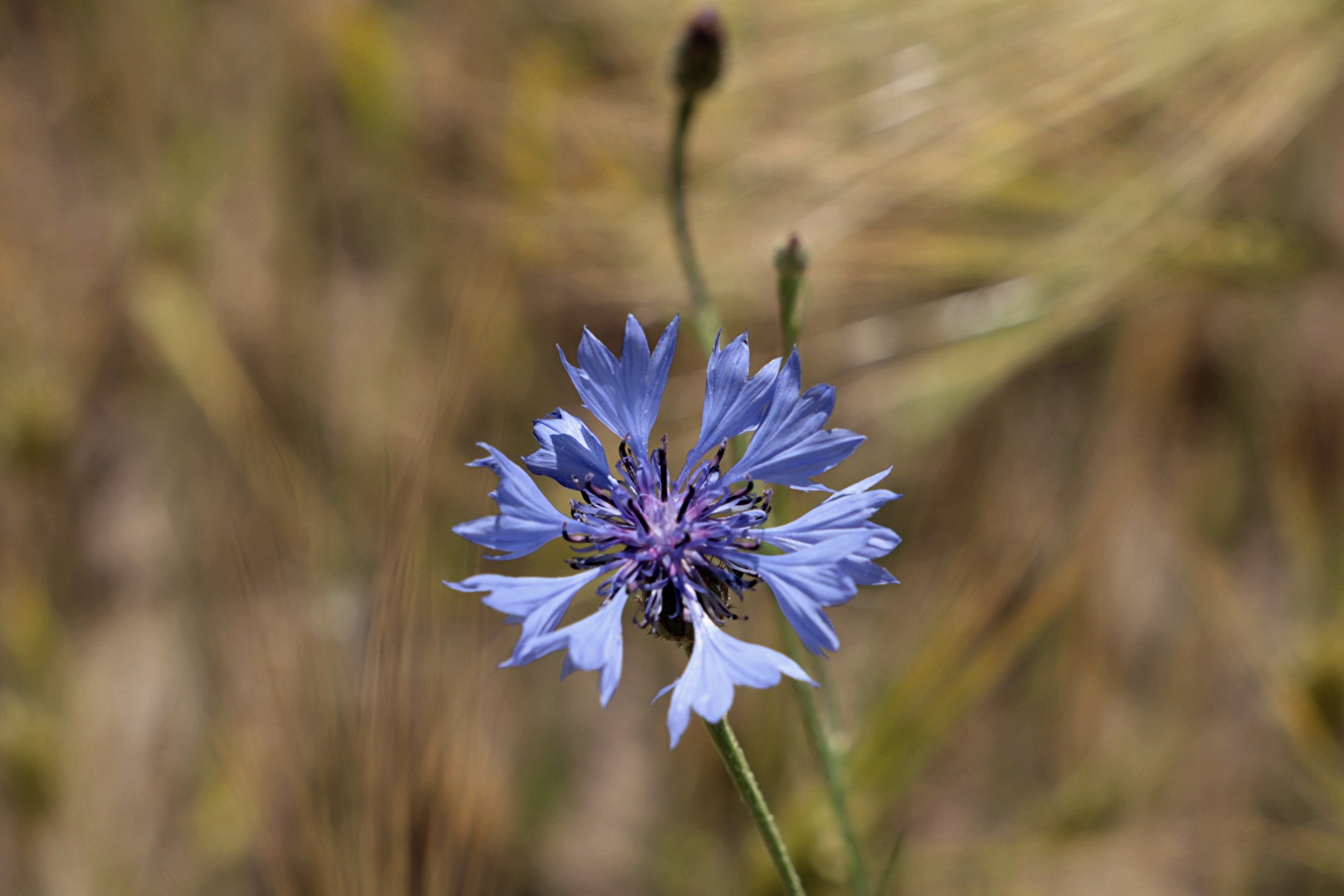 Cornflower