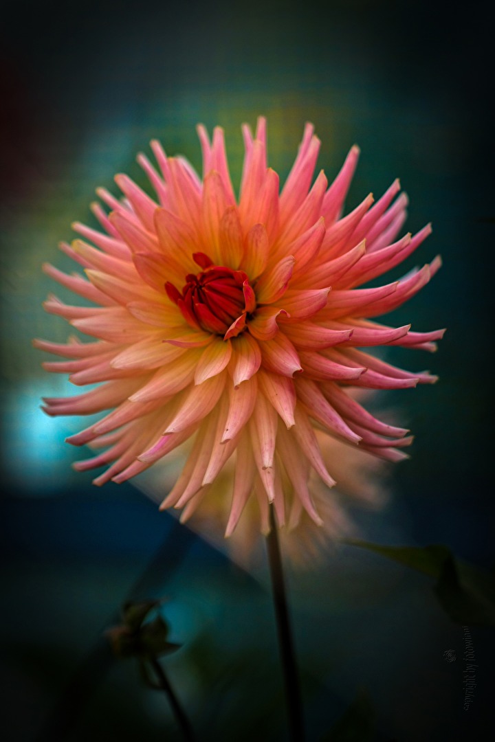 Dahlie