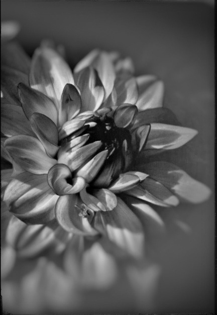 Dahlie