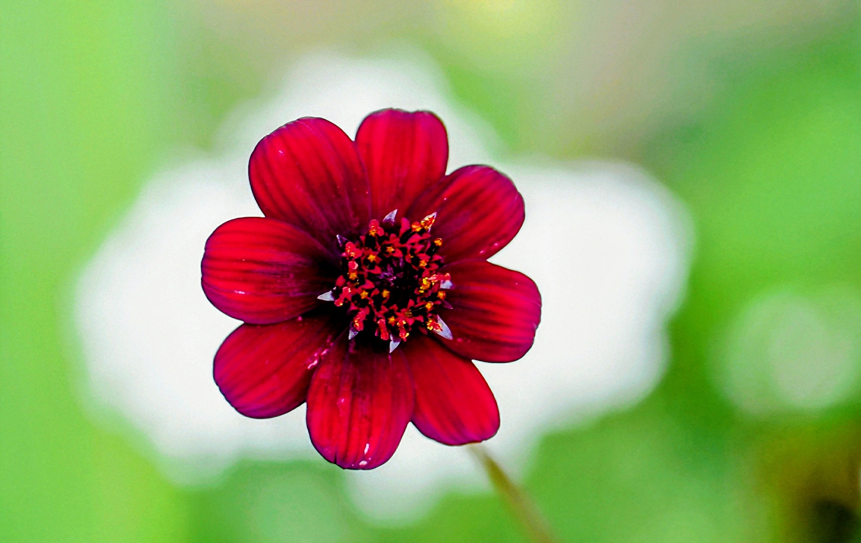 Blümchen Woelkchen