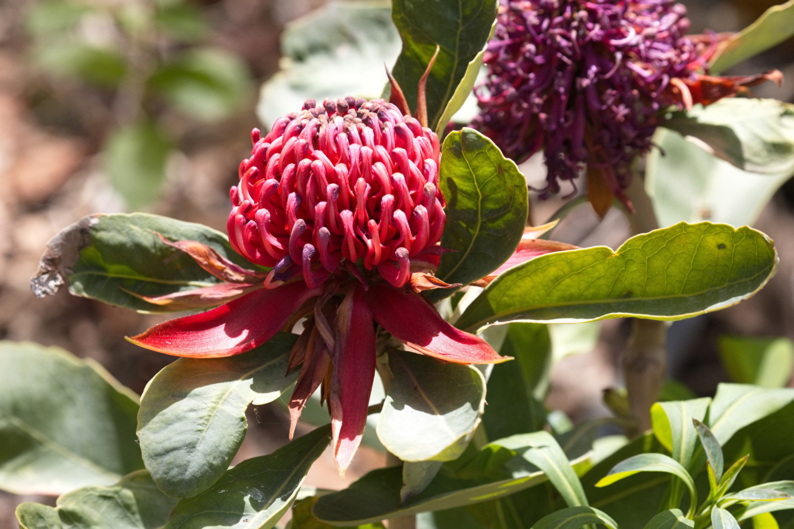 Waratah