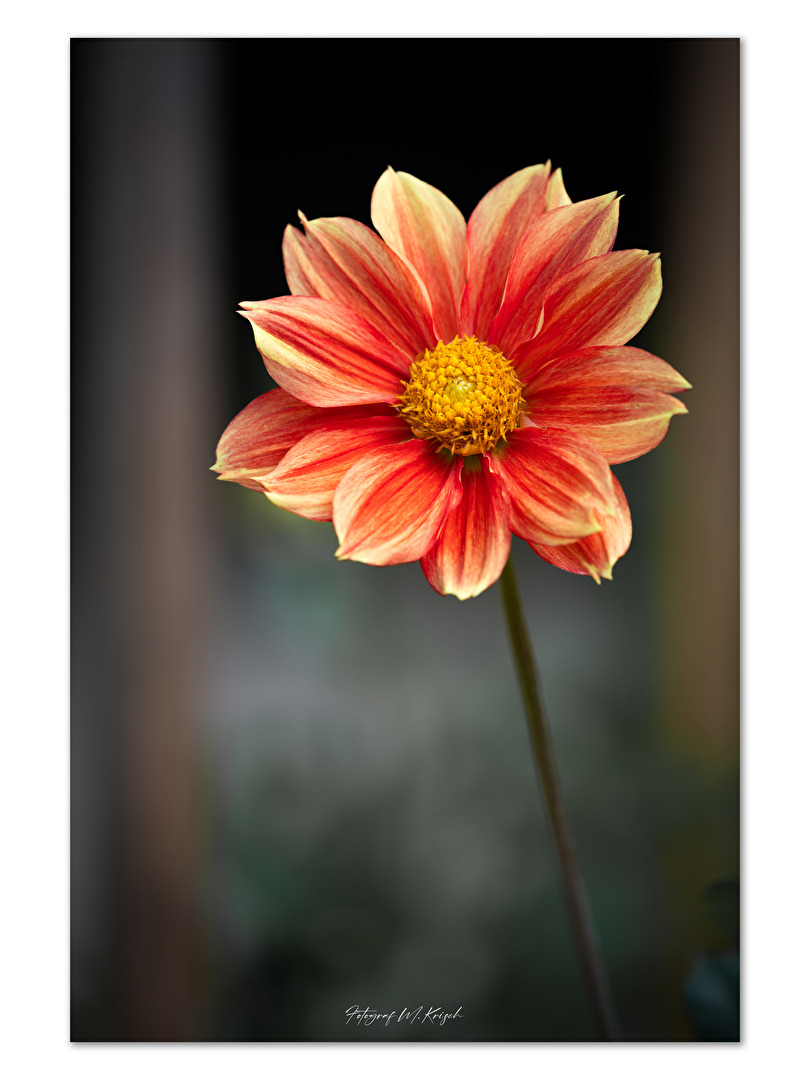 Dahlias
