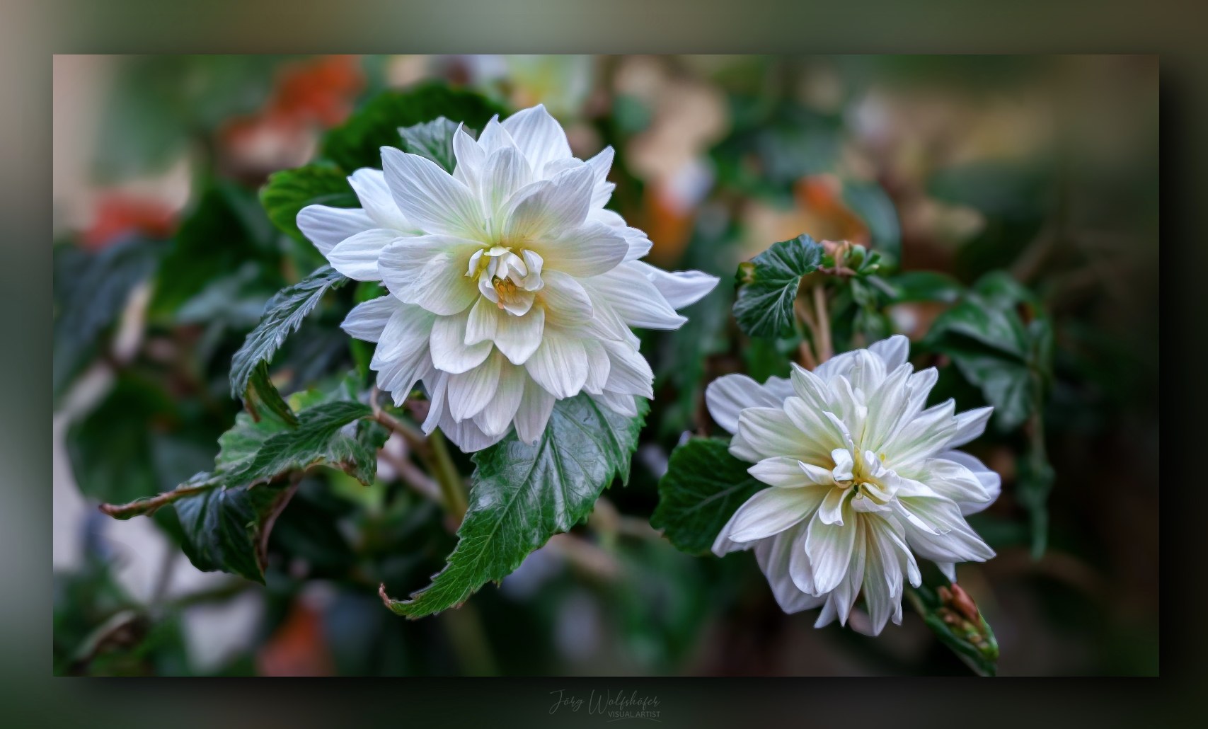 Schönheiten im Garten