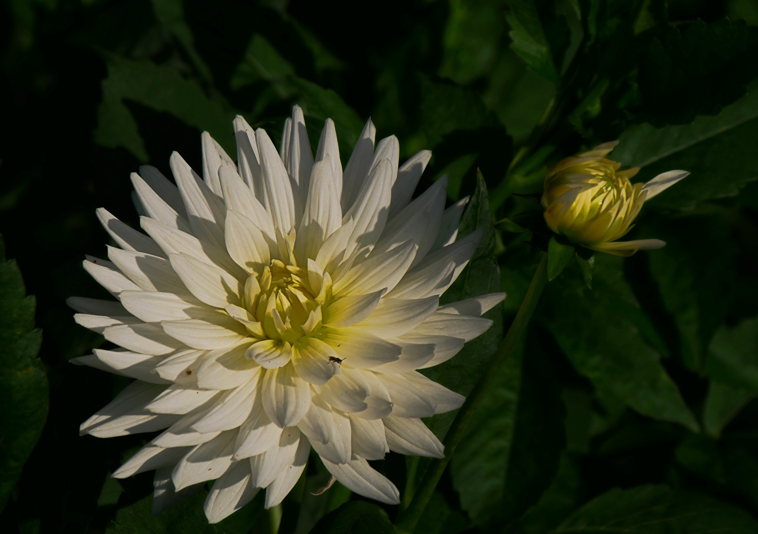 Dalienblüte im letzten Abendlicht