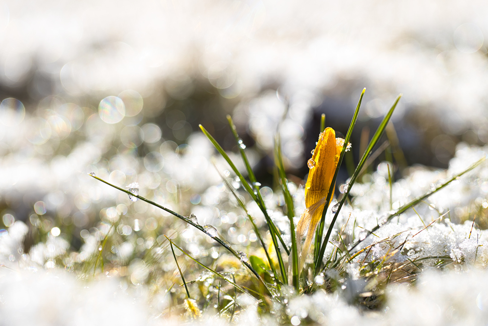 Krokus trotzt dem Winter