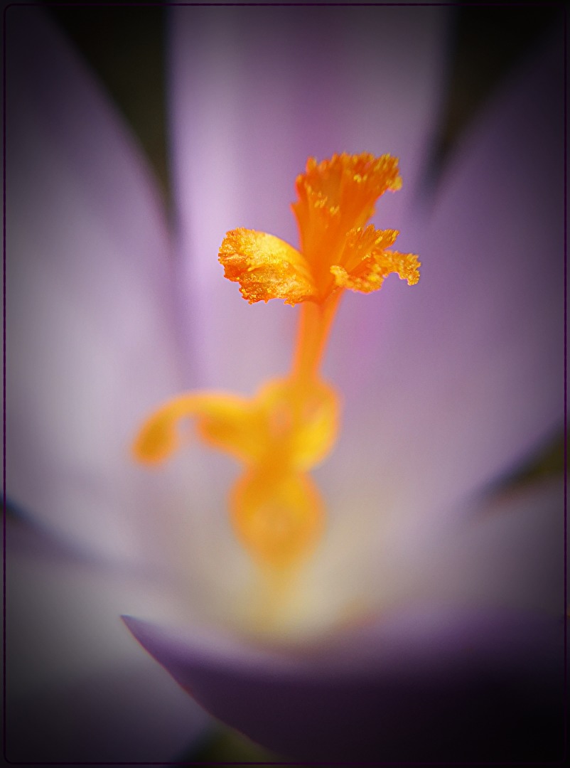 Krokusse
