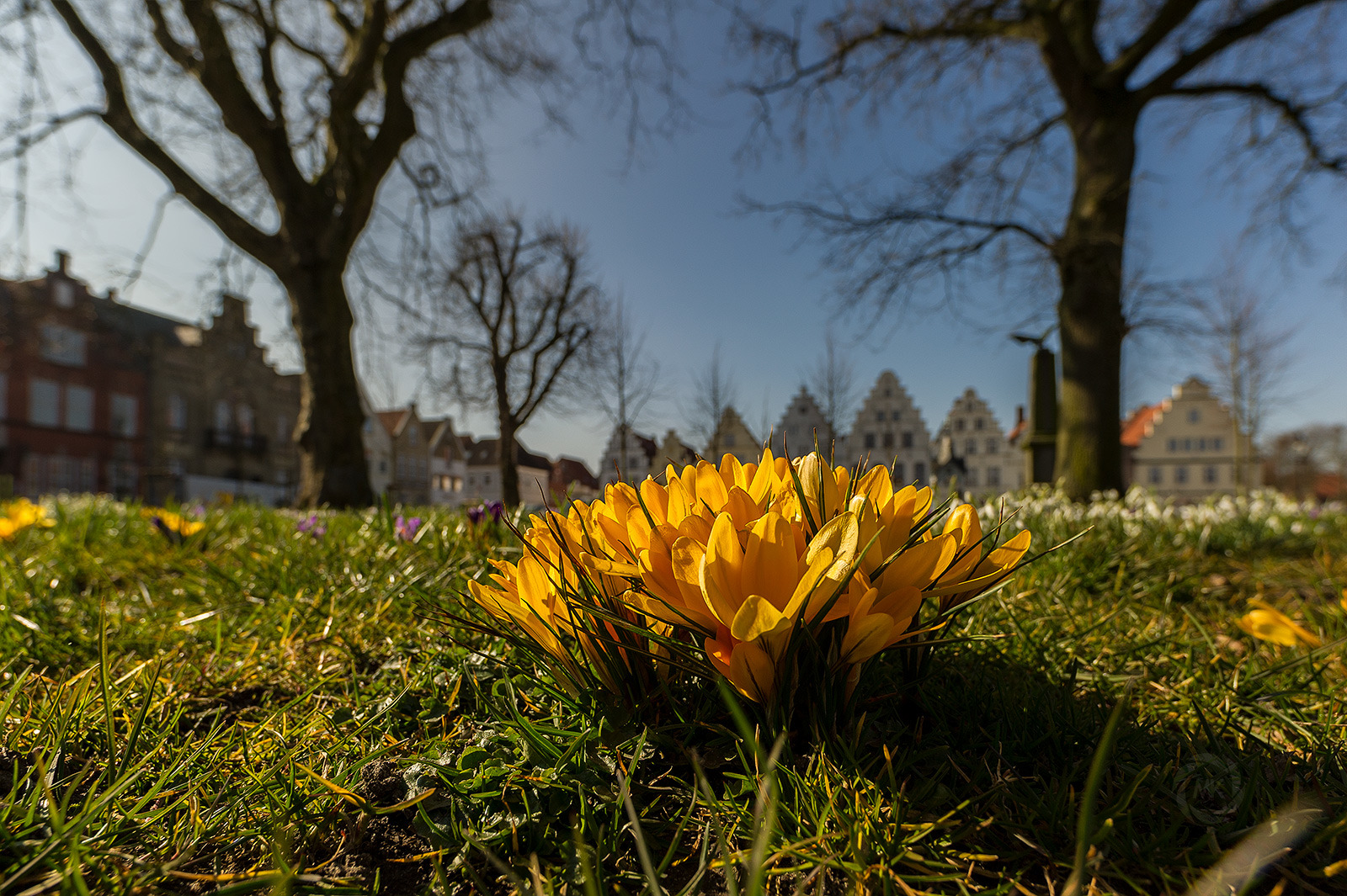 Frühlingsbote in Friedrichstadt (Nordfriesland)